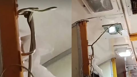 Snake found in Jabalpur-Mumbai Garib Rath Express