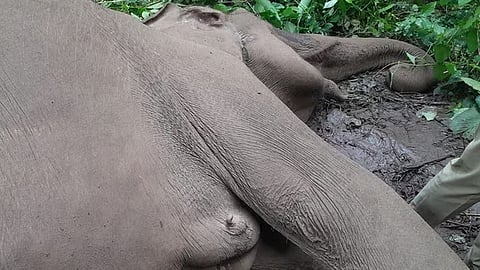 Wild elephant killing incident: Minister A.K. Saseendran says detailed investigation will be conducted