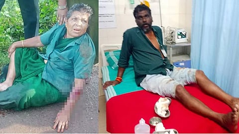 Forest workers injured in attack by wild elephants in Munnar