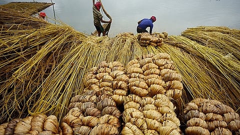 jute corporation