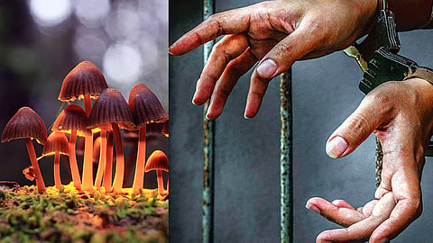 Bengaluru native held with magic mushroom at wayanad