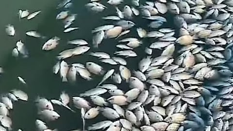 mass die off of fishes occurred in ashtamudi bay and samples were collected