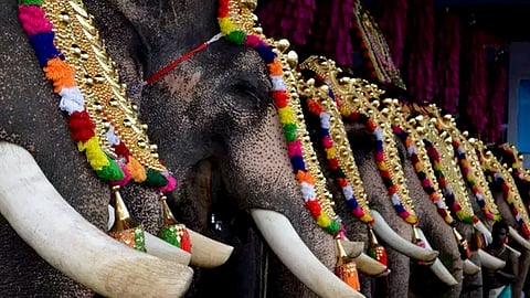 elephant procession kerala High Court issued strict instructions