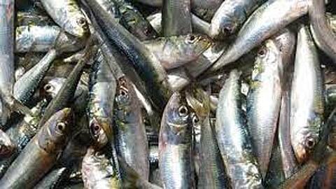 The price of dried sardines has dropped sharply: from 400 to 15 per kg.