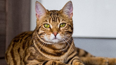 Man held for killing cat, posting video on Instagram
