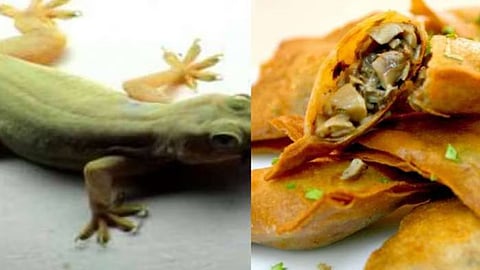 Dead lizard found in samosa bought in parcel at Irinjalakuda