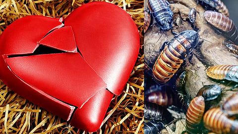 valentines day, name a cokroach your x lover