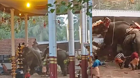 koyilandy temple elephant attack death post mortem report