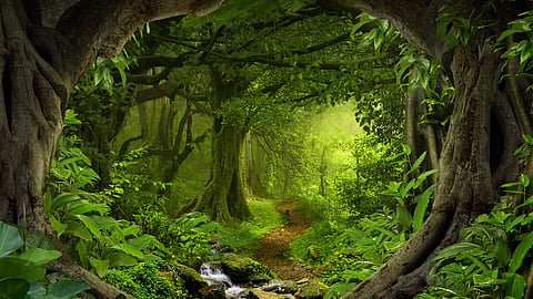 afforestation fund misused to buy iphones and laptopsCag report