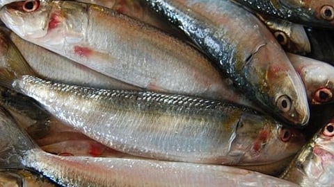 sardine price drop