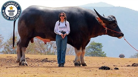 age five, height 185 cm; the tallest buffalo in the world