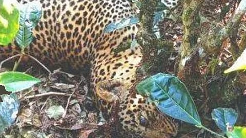leopard death nelliyampathy