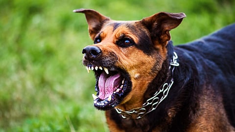 housewife from pathanamthitta dies due to rabies