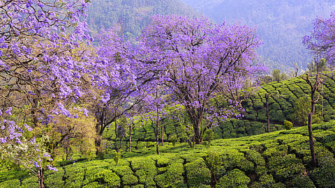 jakaranda blooms at moonnar