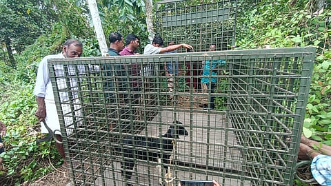 Leopard scare, trap placed at chirangara