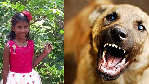 a seven-year-old girl who was undergoing treatment for rabies in thiruvananthapuram died