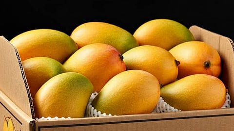Diabetics patients Can Eat Mango