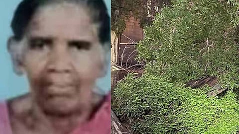Elderly woman died after a tree fell on her in strong winds