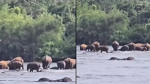wild elephants at Kuttampuzha river