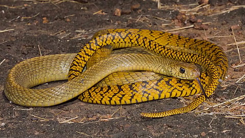 Rat snake likely to be state reptile, kerala