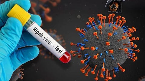 nipah death again in kerala