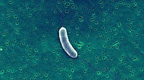Fisherman's foot eaten by flesh-eating bacteria