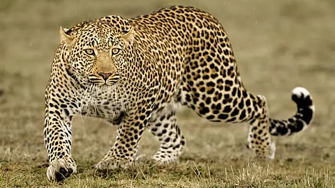 5 year old killed in leopard attack in gujarat