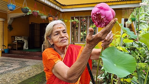 Lotuses with a thousand petals bloomed in the yard!