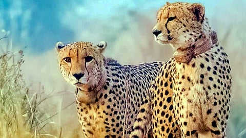 Five cubs born to Namibian cheetah at Kuno National Park