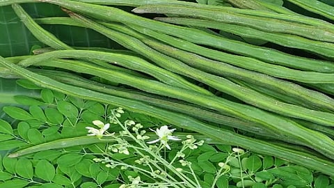drumstick price hike in kerala