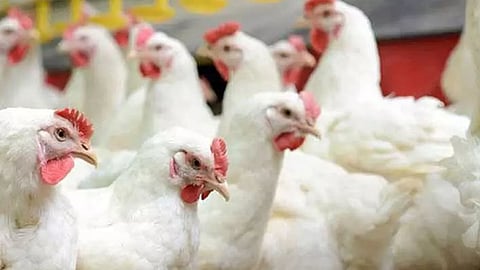 Bird flu restrictions lifted in Alappuzha district