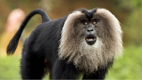 security breach at thiruvananthapuram zoo as Lion-tailed macaque jumped out of the cage