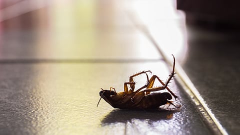 tips to remove cockroaches