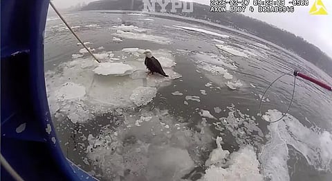 Picture of a bald eagle being rescued from ice