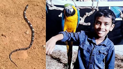 two more snakes found in house of victim of snake bite death