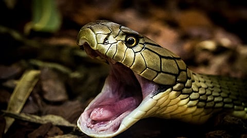 Four year old girl bitten by snake in kasargod