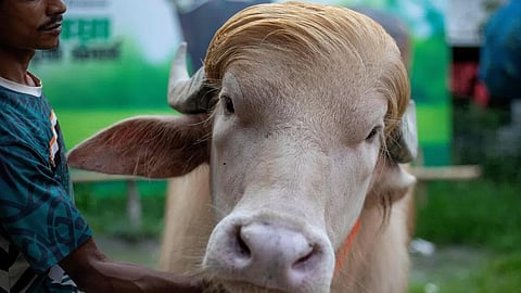 Buffalo with Trump's look to be slaughtered for Eid;