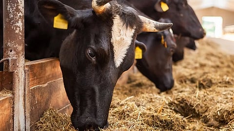 muslim organisations demand national animal status for cow