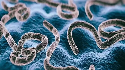 ebola virus spread