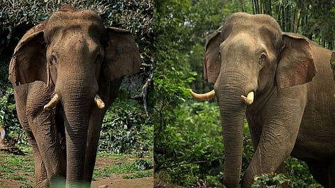 Nelliampathy’s beloved tusker Chilli Komban dies