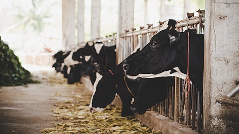 Kerala to up milk production