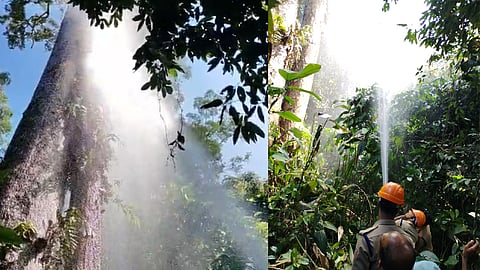 Lightning strikes tree, burns down; fire brigade extinguishes fire