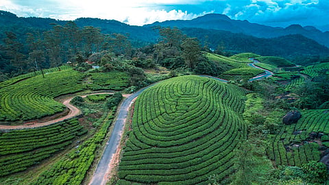Entry fee to visit Munnar