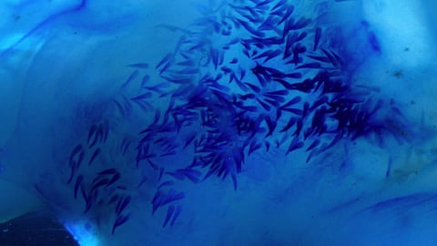 Today is World Oceans Day.