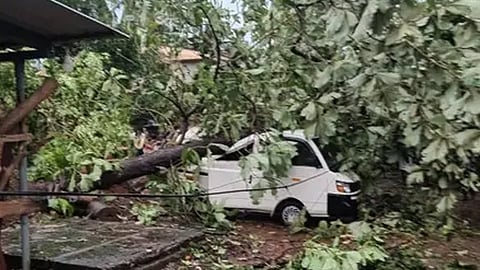 Thrissur shaken by lightning storm; trees uprooted