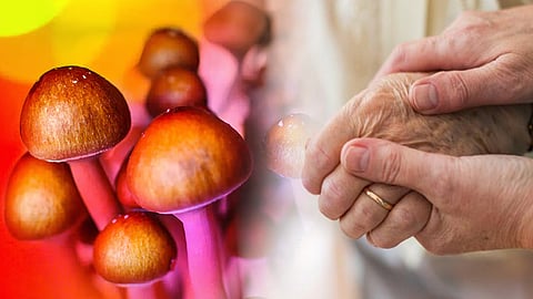 Alzheimer's patient sees major improvements after taking magic mushrooms
