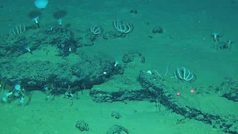 Researchers discover largest whale graveyard in Indian Ocean