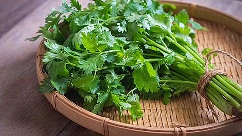 Coriander storage tips to keep it fresh for days