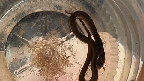 snake bite while wearing shoes in kozhikode