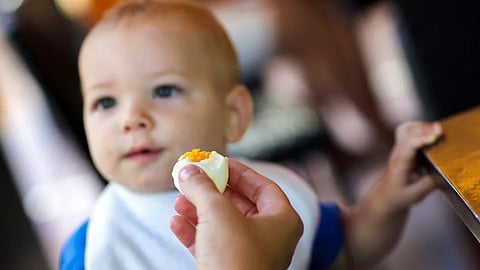 Early egg feeding cuts allergy risk, study finds